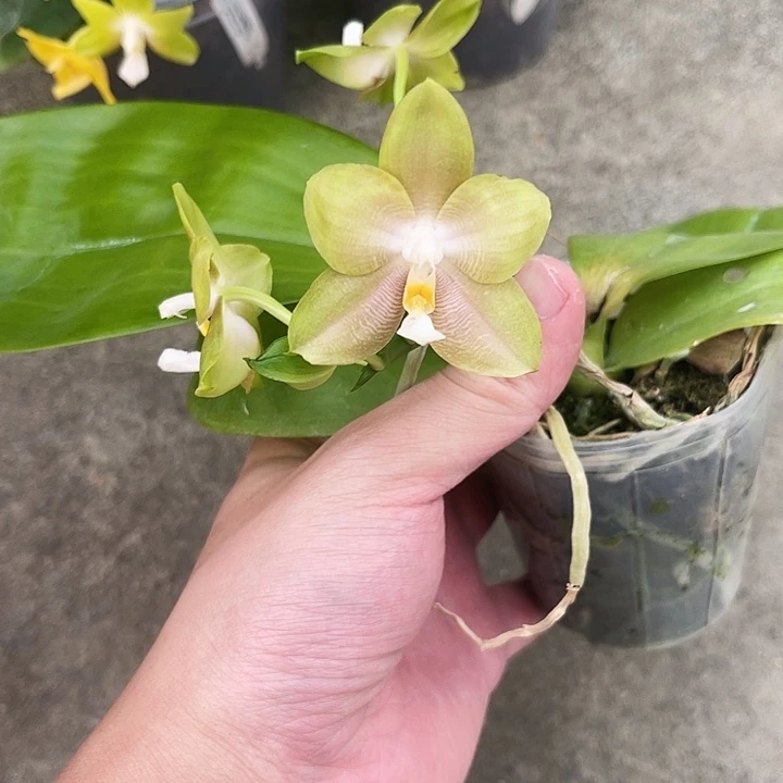 大部分花苞少量开放