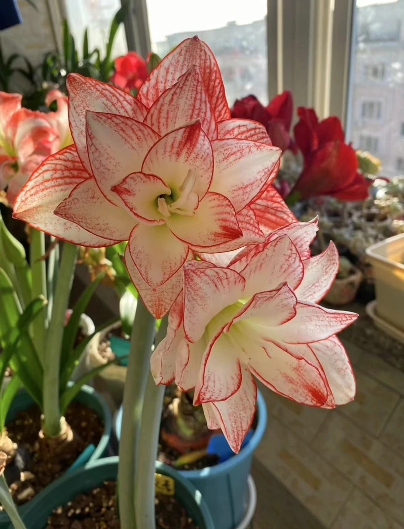 （迪卡之星）进口朱顶红种球