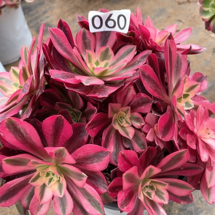 060多肉植物美杜莎