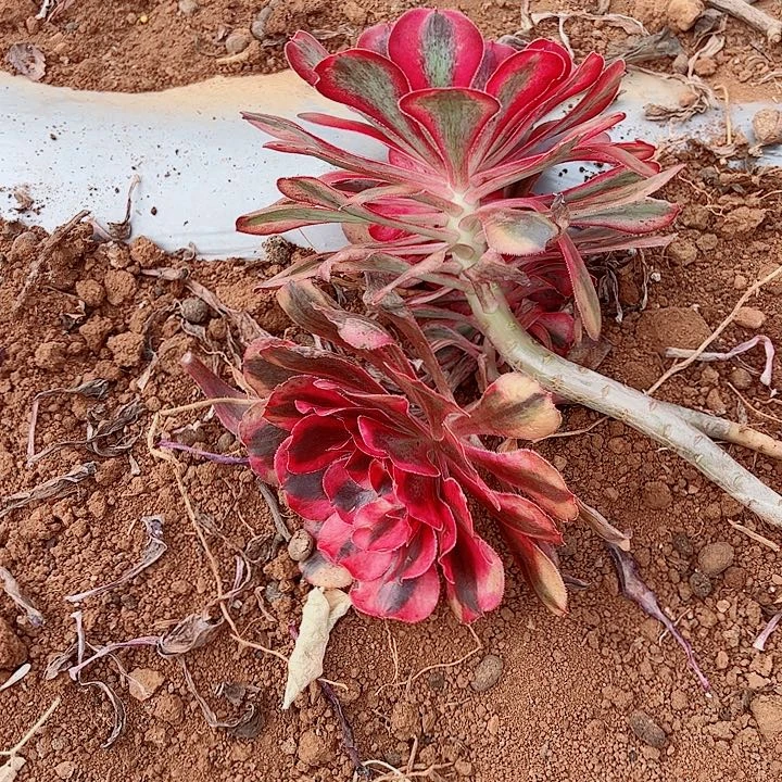 初恋多肉植物大战