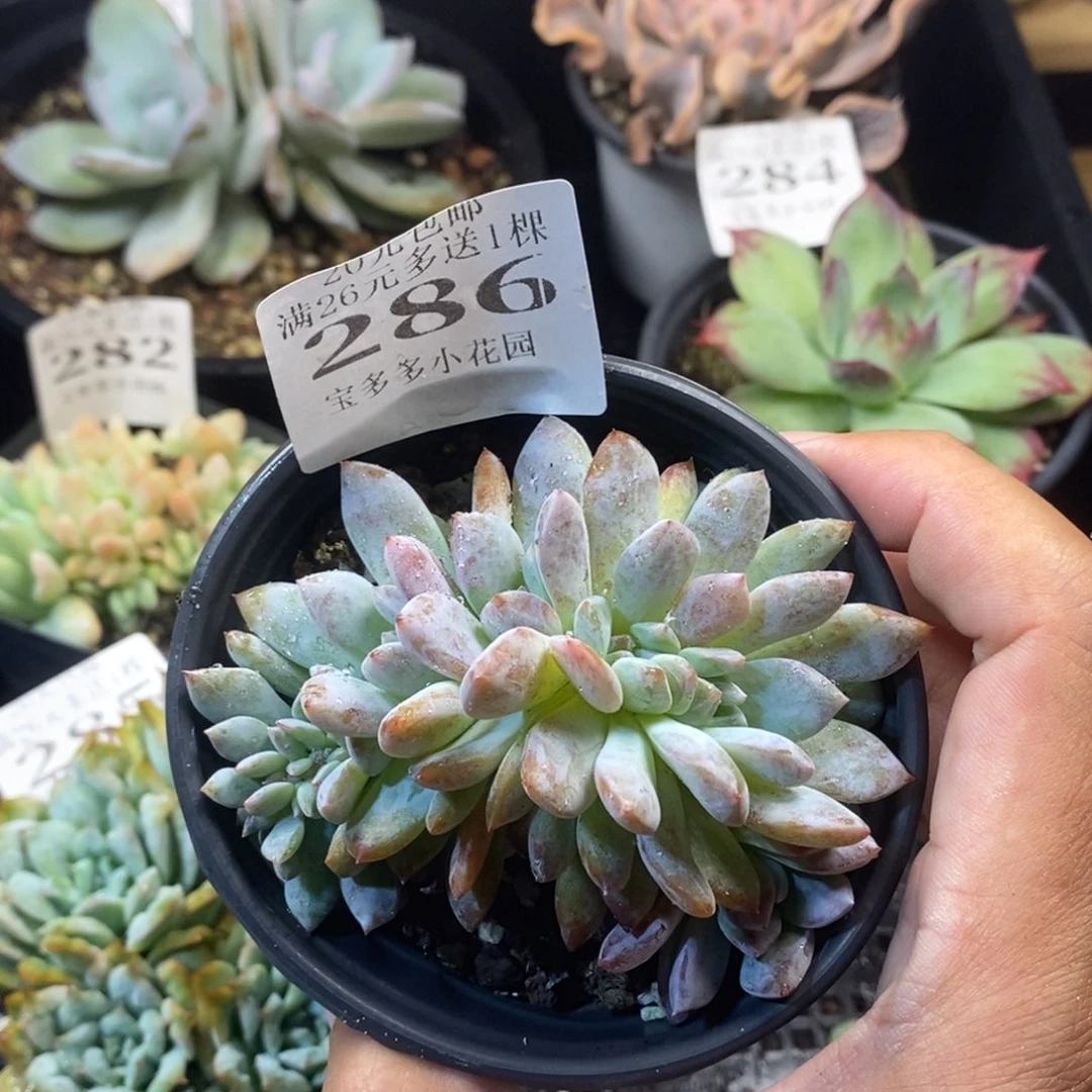 梦露缀化9cm 一物一拍满20元包邮满26送一颗