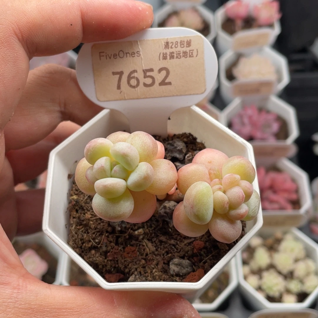 泡泡糖7652-5.5厘米