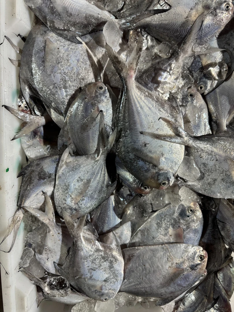 【鲳鱼-默认不杀、鲜发】连江本地野生，苔箓码头发货