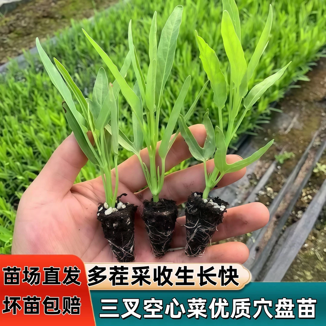 三叉空心菜秧苗带根通心菜苗秧苗大小叶空心菜秧苗带土空心菜活苗