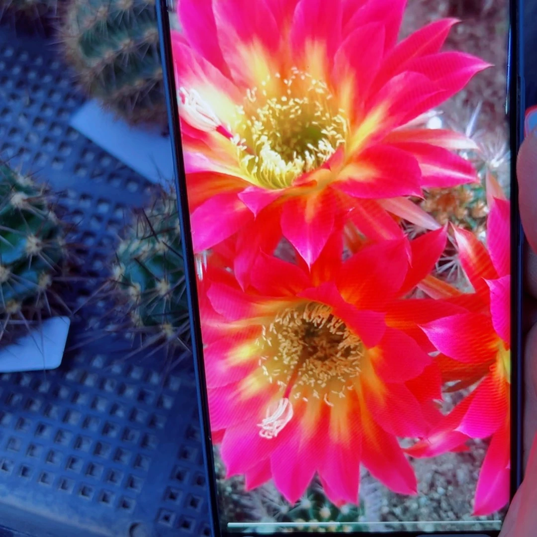 下111毛信标斑点歪无根侧芽5公分左右20包邮