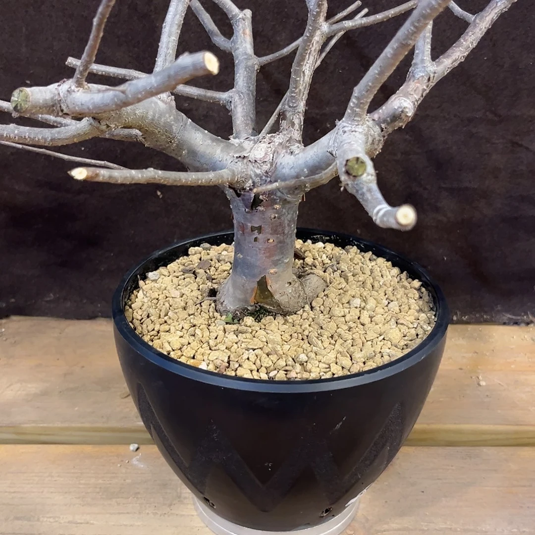 汤圆植物奥比克红皮橄榄原价428