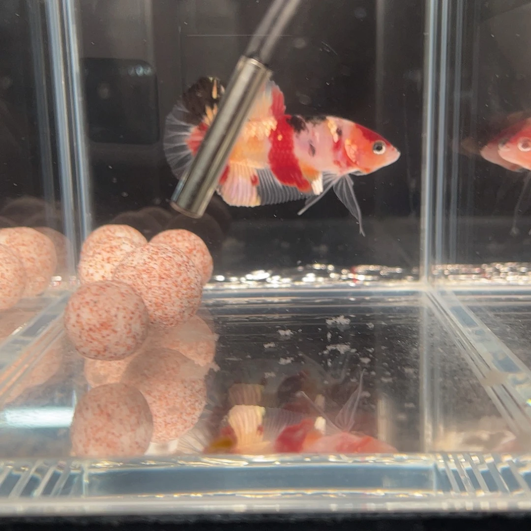 斗鱼12.25 将军 017