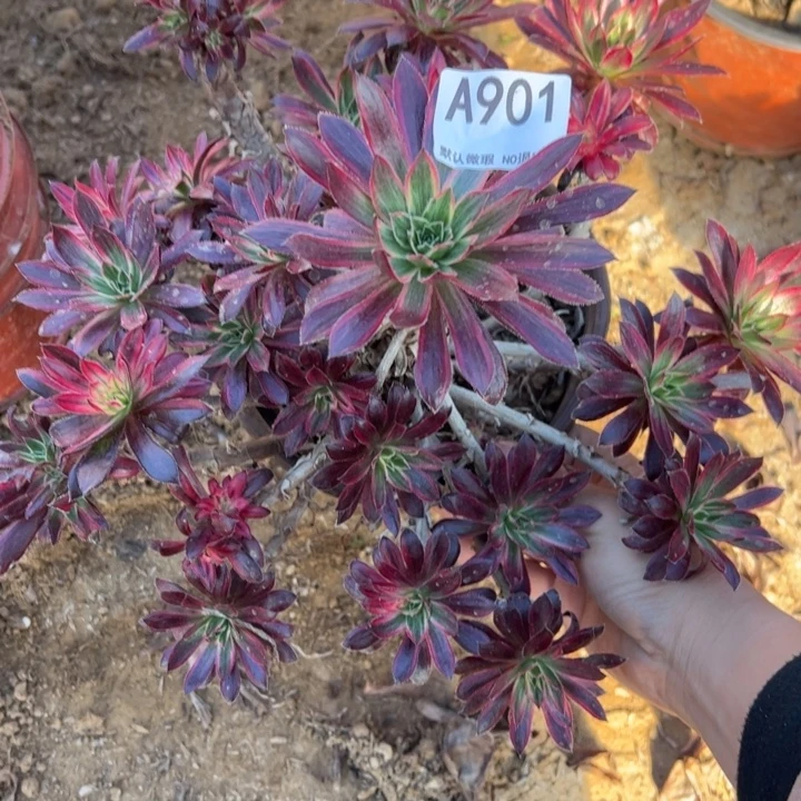 微瑕孔雀锦多肉植物901.
