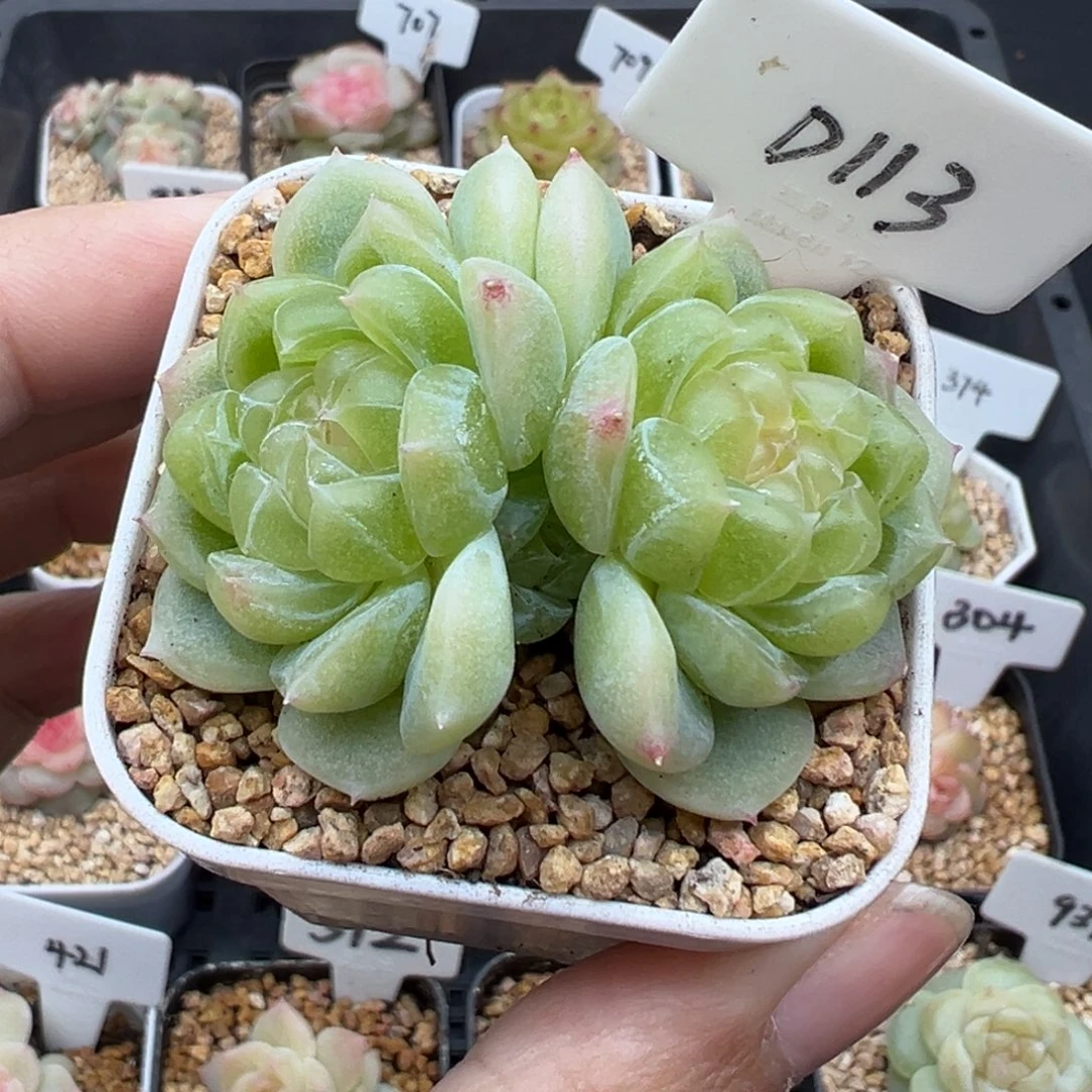 113号绿体泼天 晗雨多肉