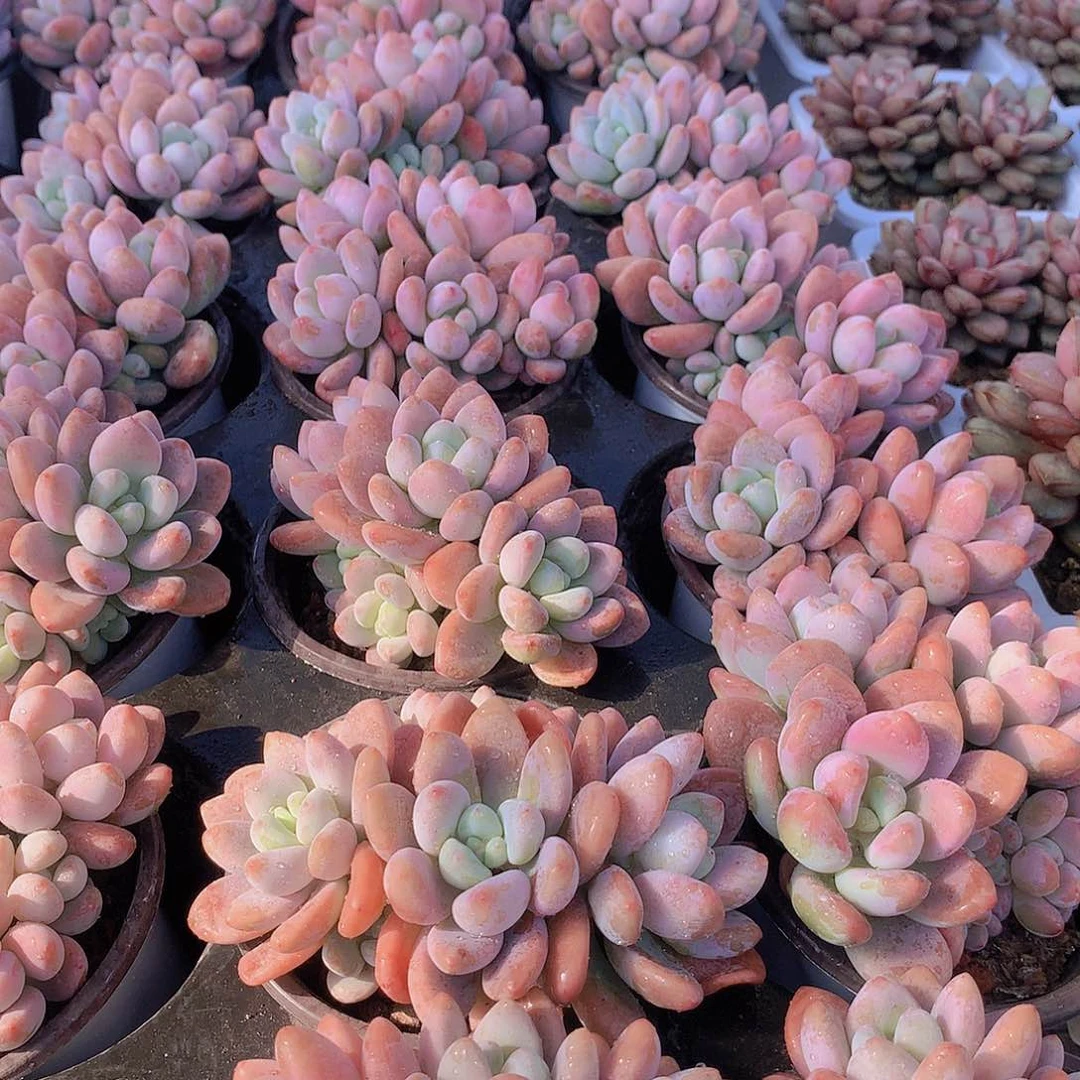 洛神235678899000000