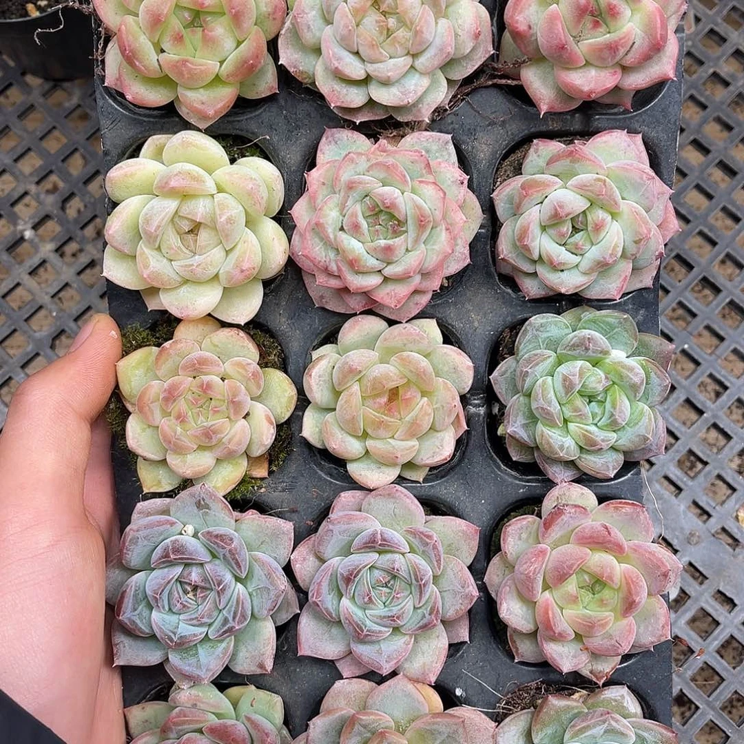 多肉一物一拍4-198