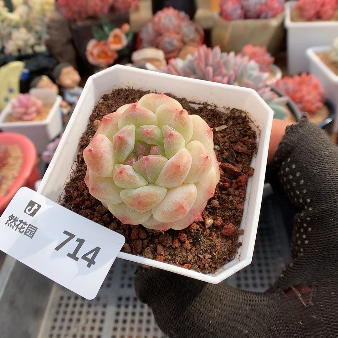 714冰魄多肉植物6666