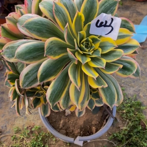 灿烂会黑斑多肉植物一物一拍423多肉