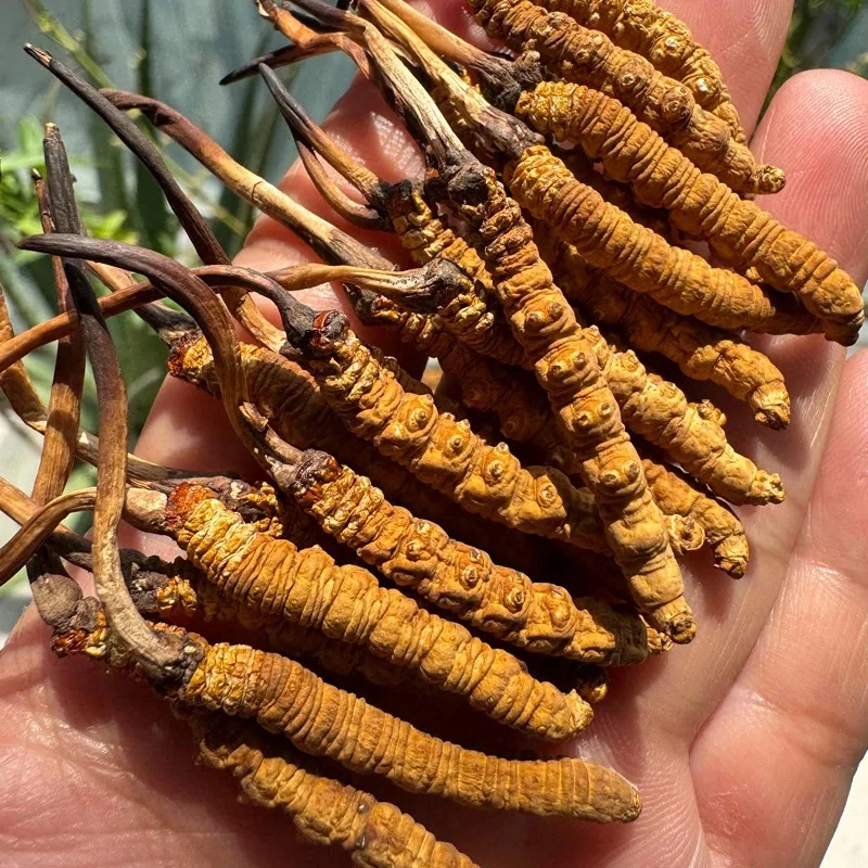 健芝草冬虫夏草 3根/克 40根装