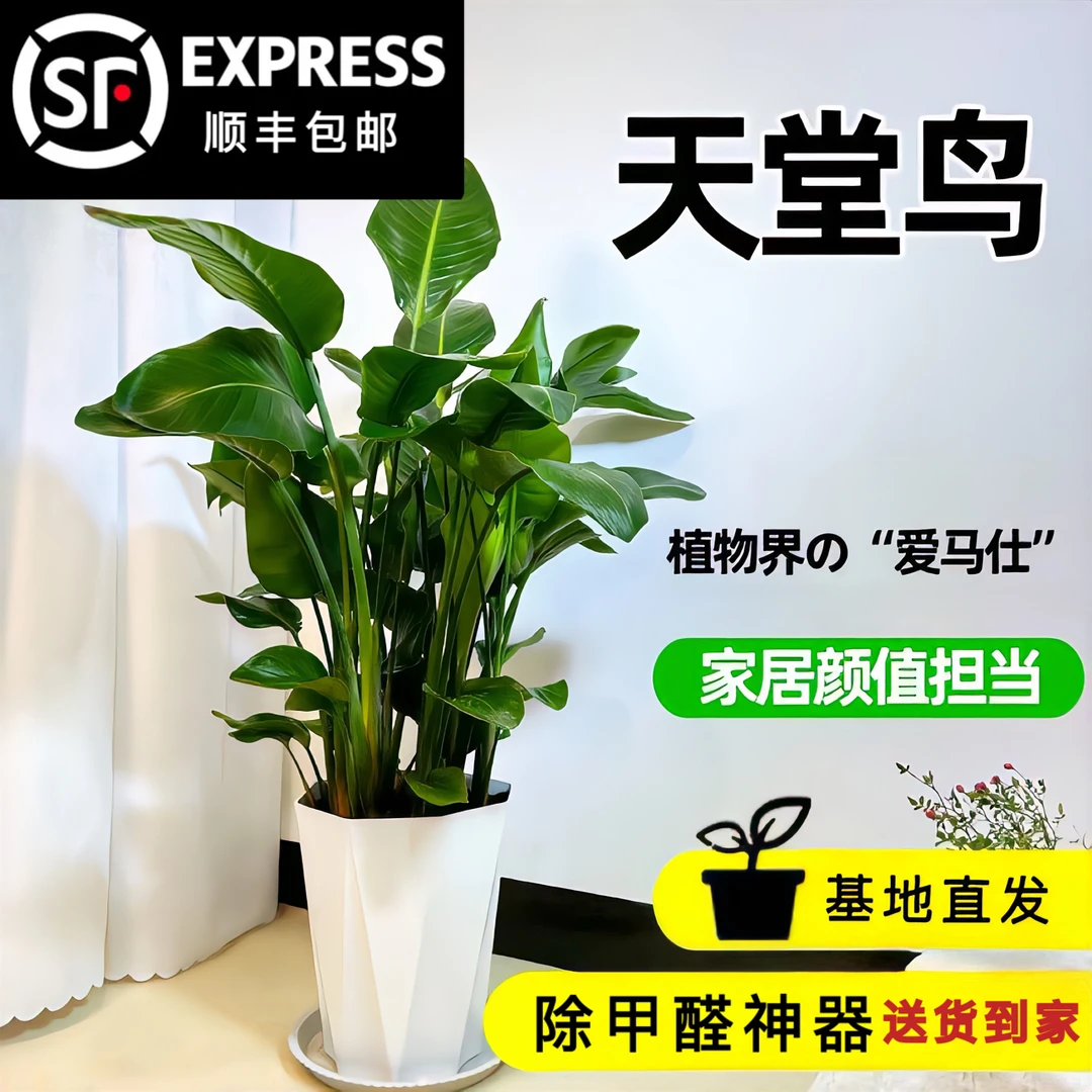 【1.1-1.2米】大型落地款天堂鸟盆栽办公室前台观赏绿植开业送好礼
