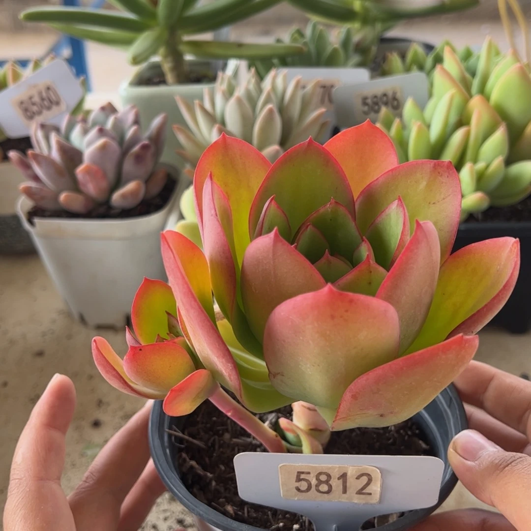 【闪购商品】红颜容。5812。11111111