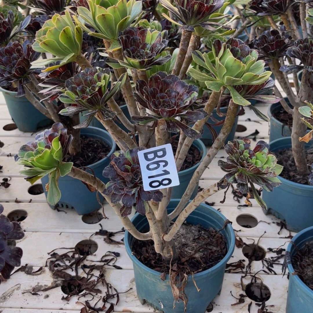 水墨丹青7////33包邮