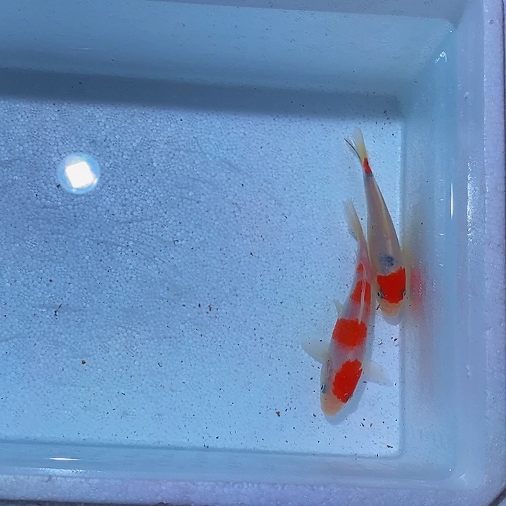 锦鲤锦鲤活鱼开箱包活