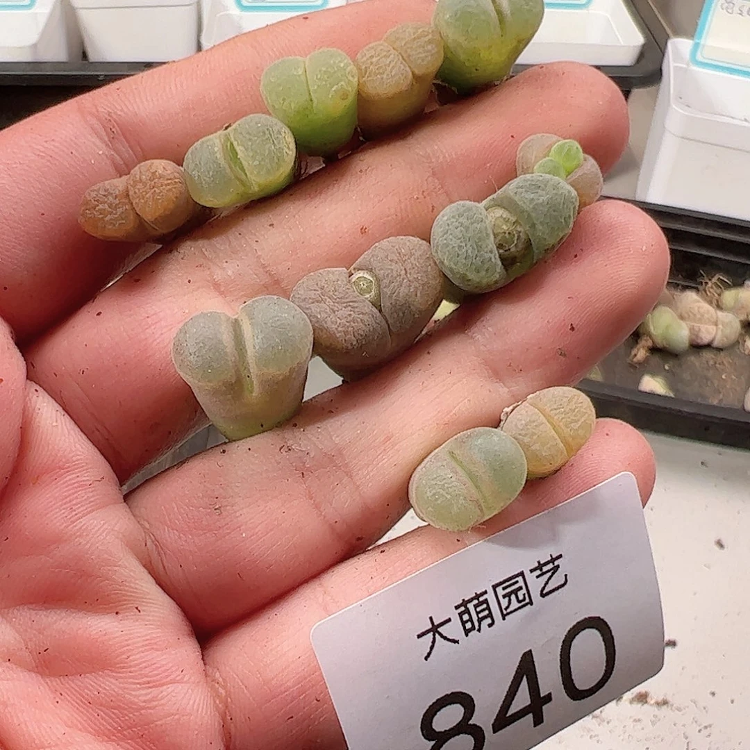 0000840 一物一拍……