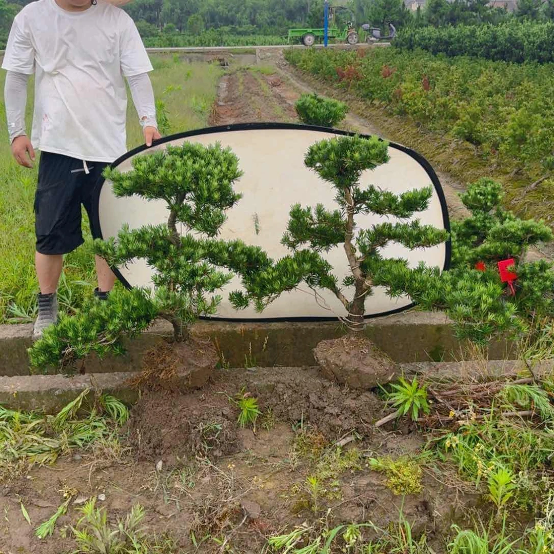 无花朵褪****服罗汉松一物一拍