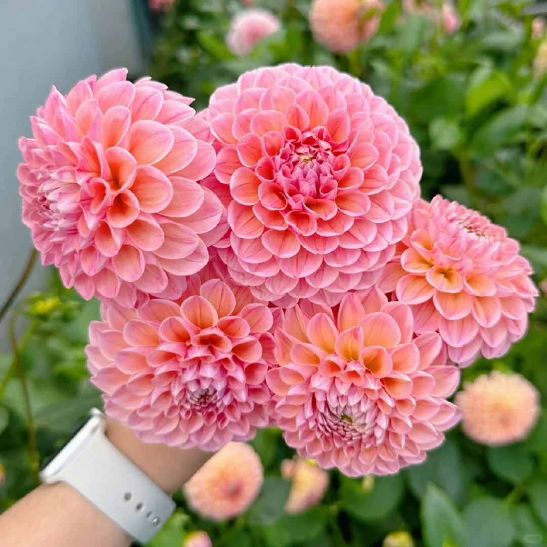 （琳达宝贝）进口大丽花种球  送肥料