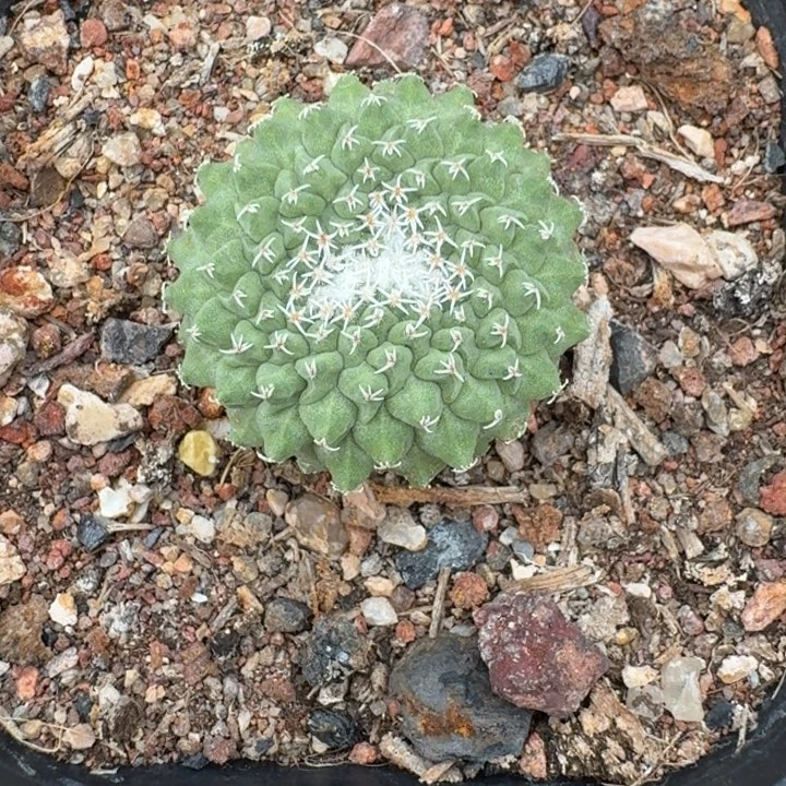 菊水缀化实生仙人球
