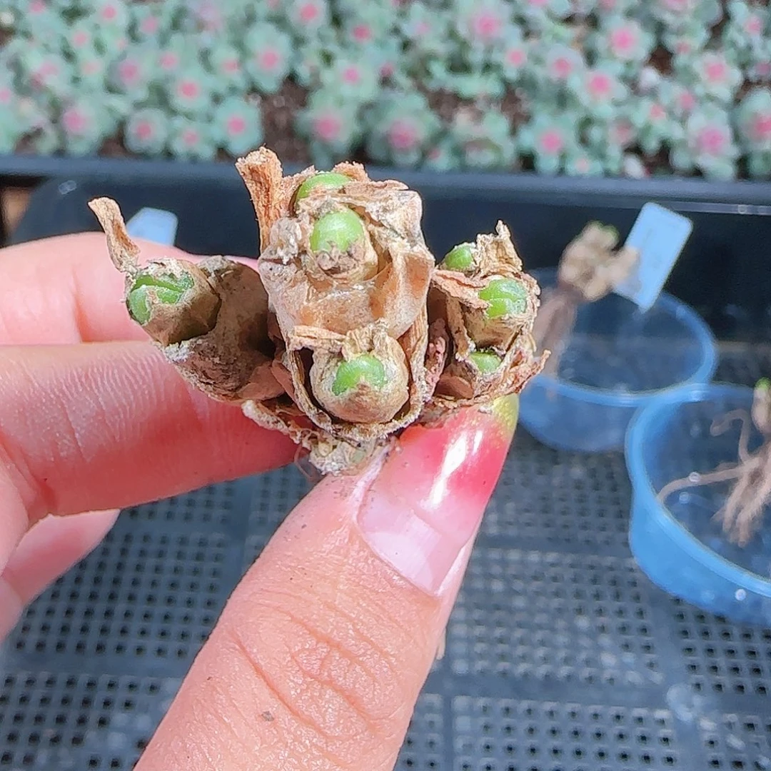 0923-49麦秆优选不包整