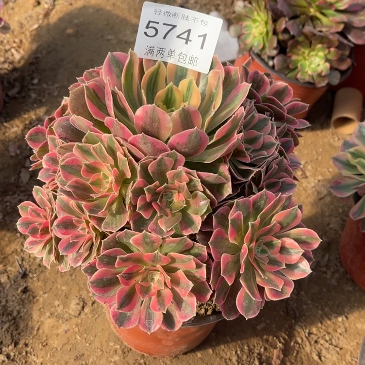 5741女妖的多肉多肉