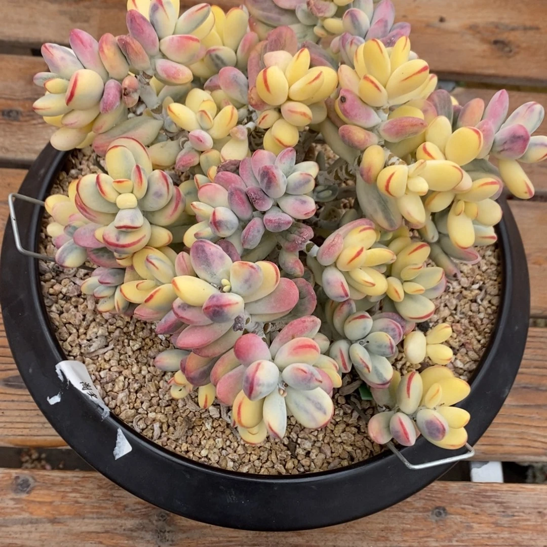 福娘锦多肉植物8488