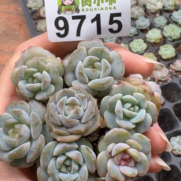 多肉植物多肉植物