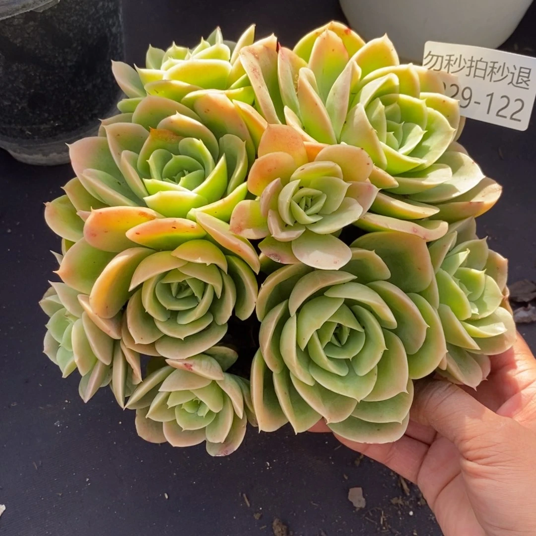 两单包邮1229-122星娜塔