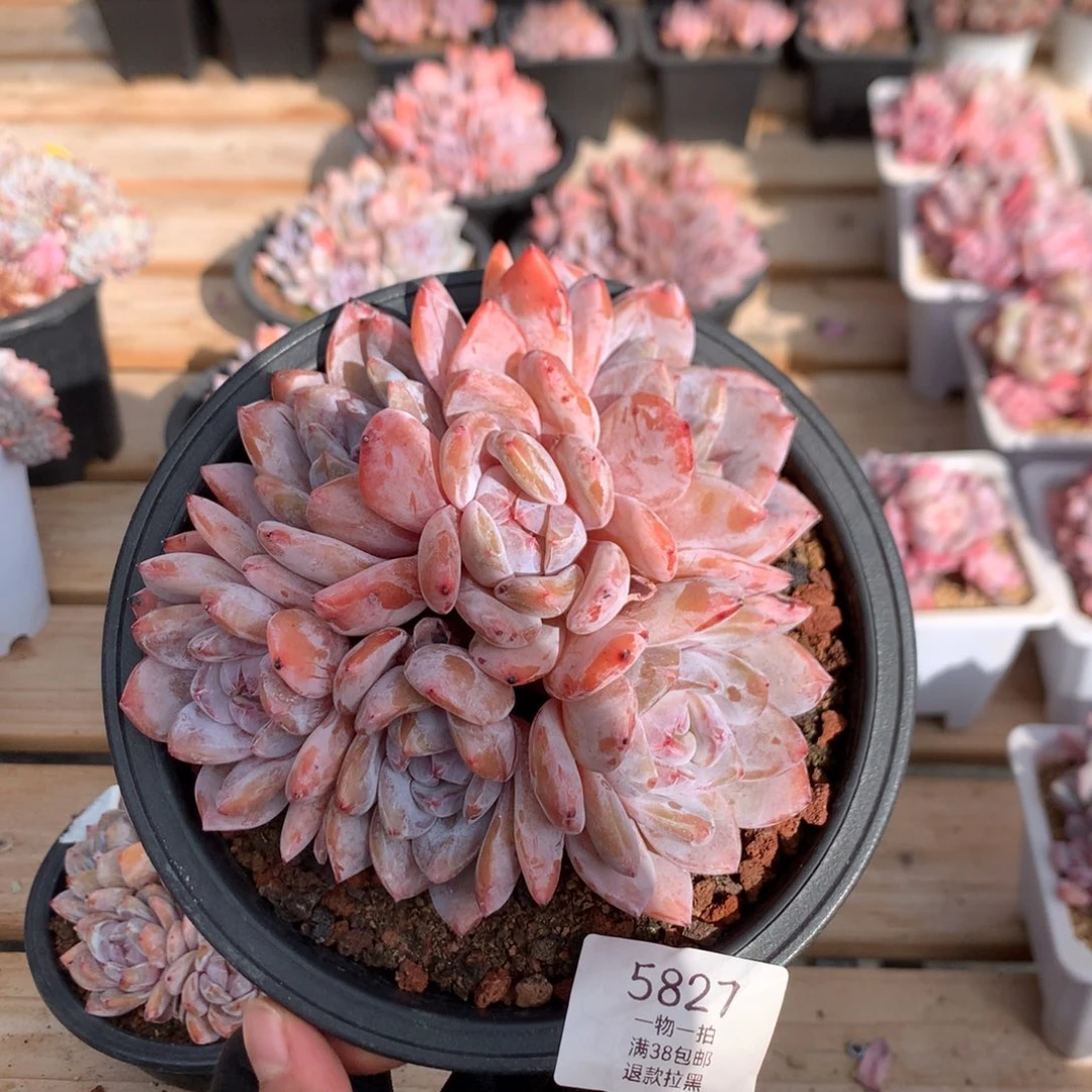 14厘米六头溏心雪天使 无砍 5827