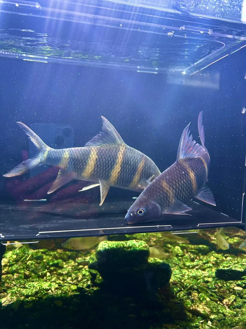 广西红水河彩虹光唇