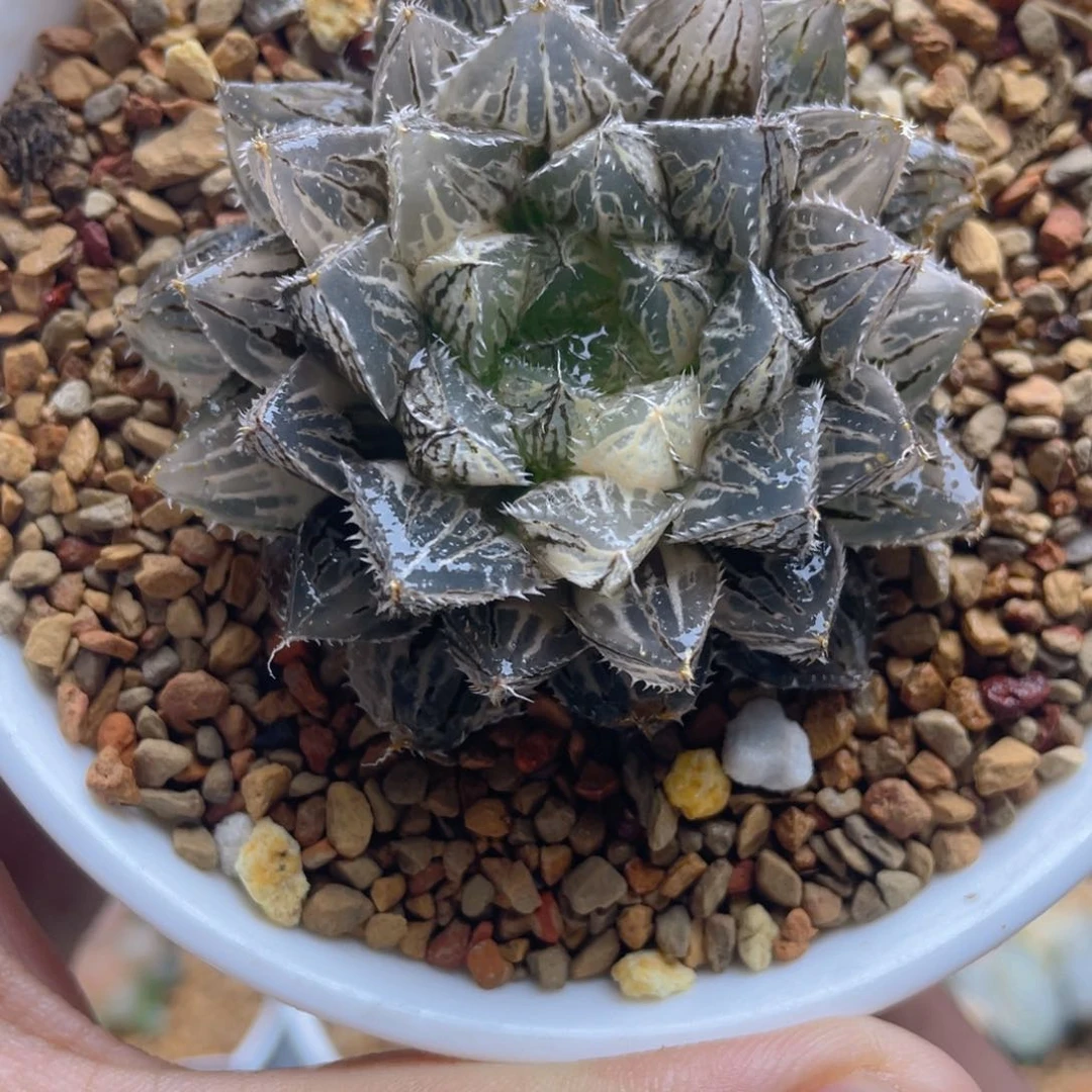 17.十二卷楼兰玉露锦。