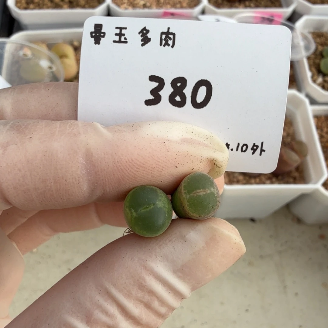 T***d多肉多肉多肉10-380安格