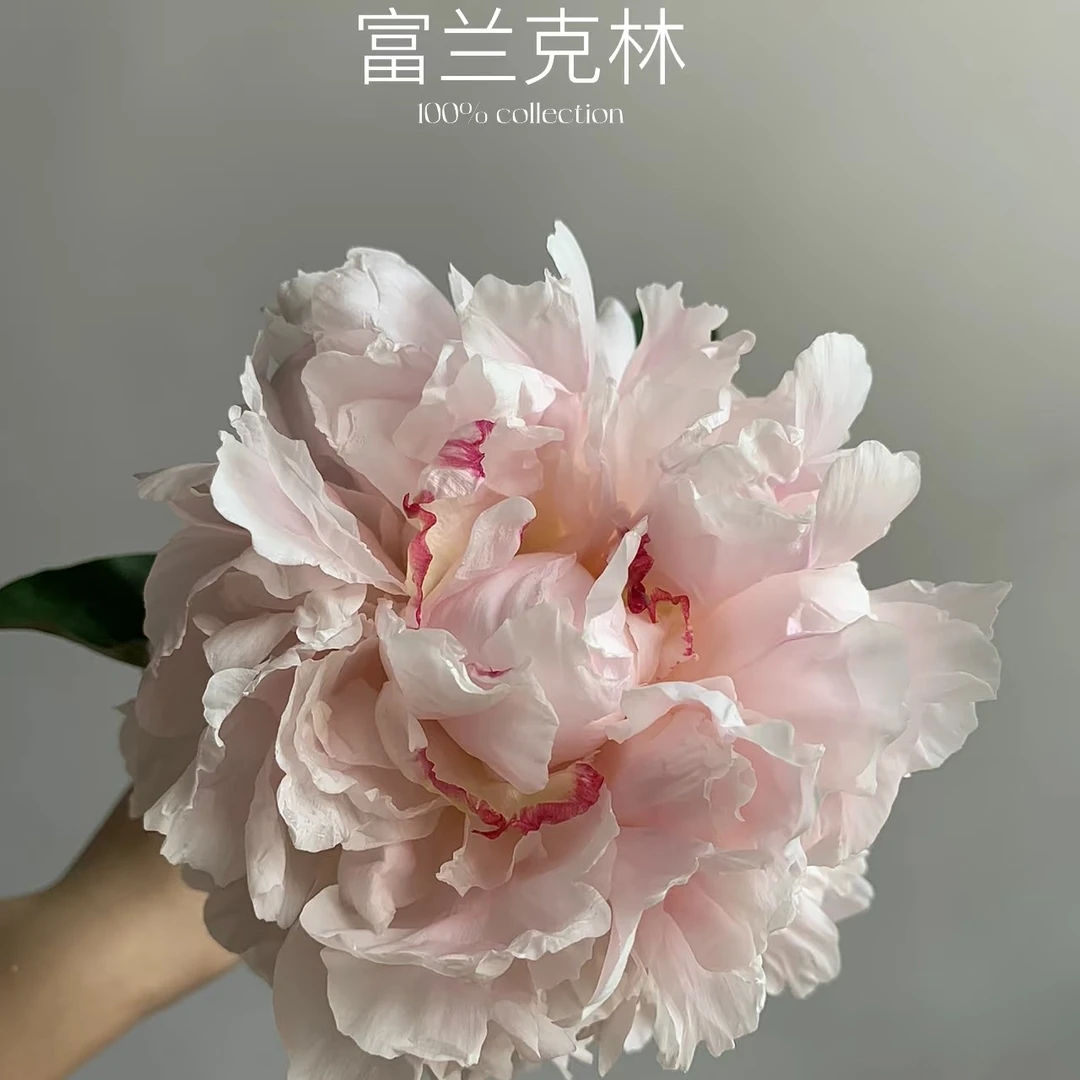 富兰克林罗斯福重瓣观赏大芍药粉色系基地直发包对版包邮