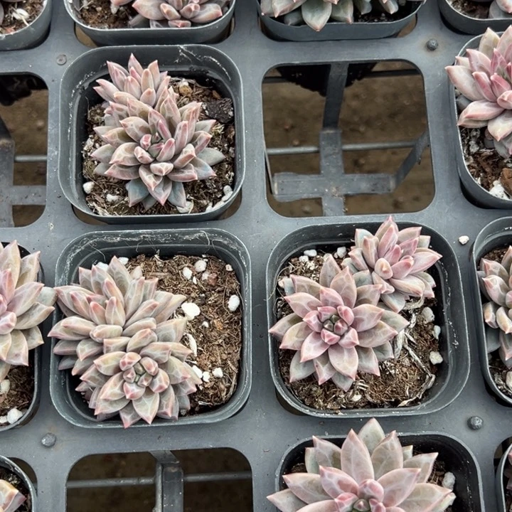 伊卡鲁斯双头一颗量拍多肉满20包邮