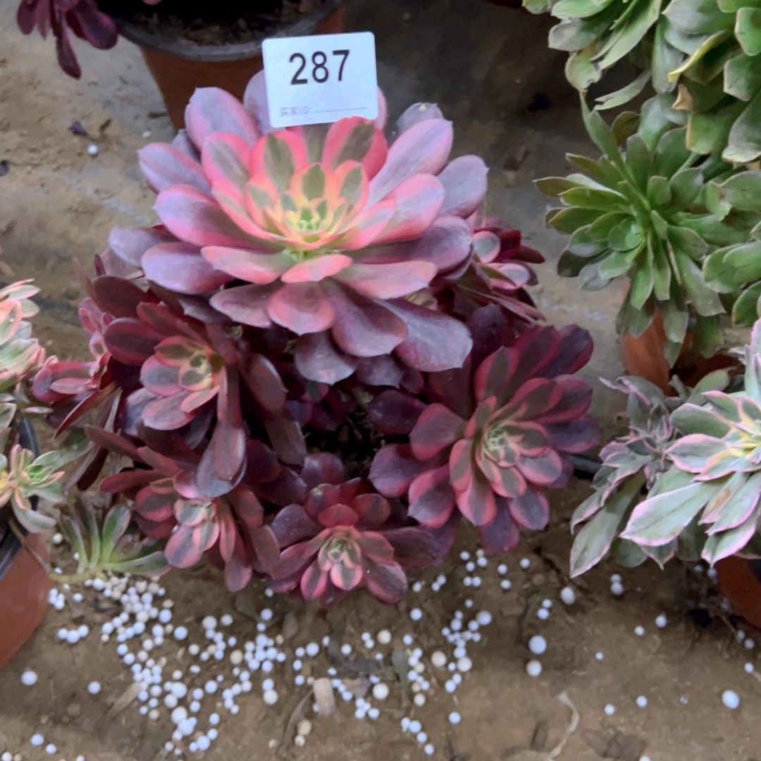 287美杜莎多肉植物法师