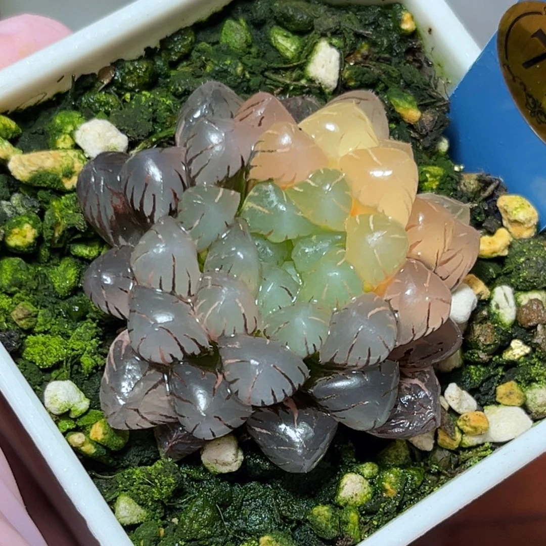 恭喜发财大吉大利773