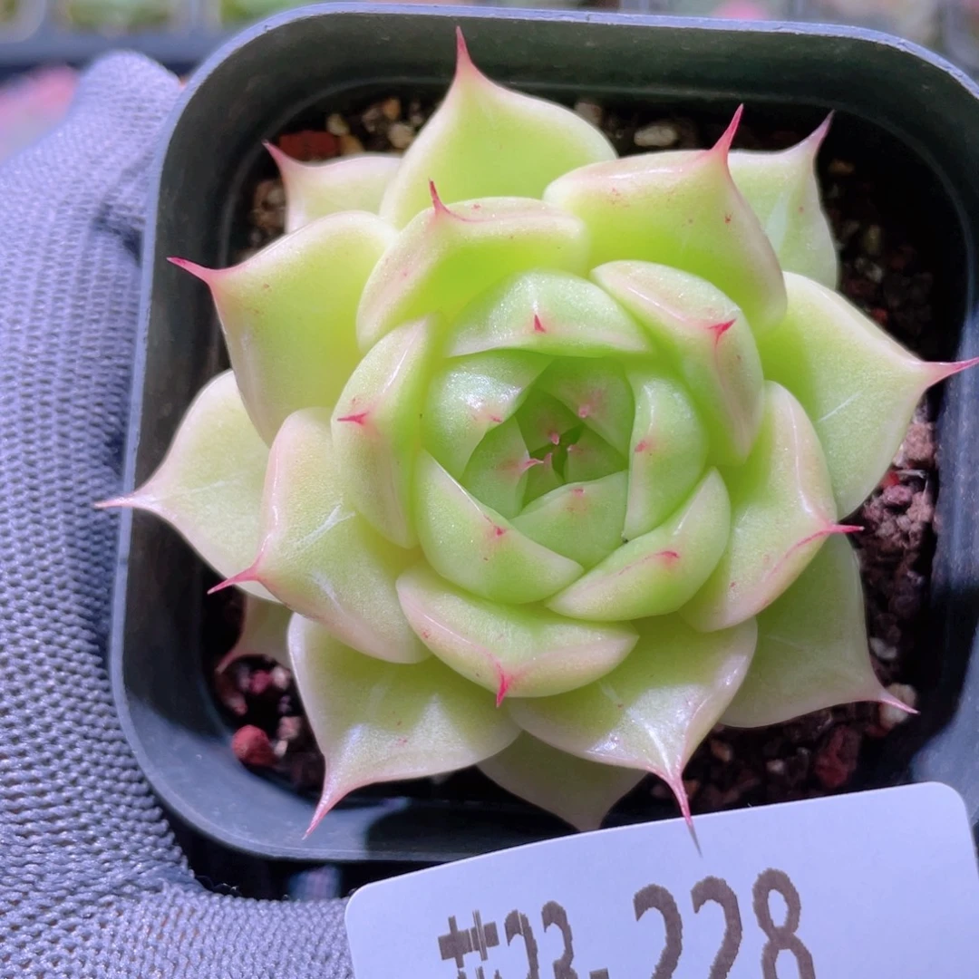 花利美23-228麦秆