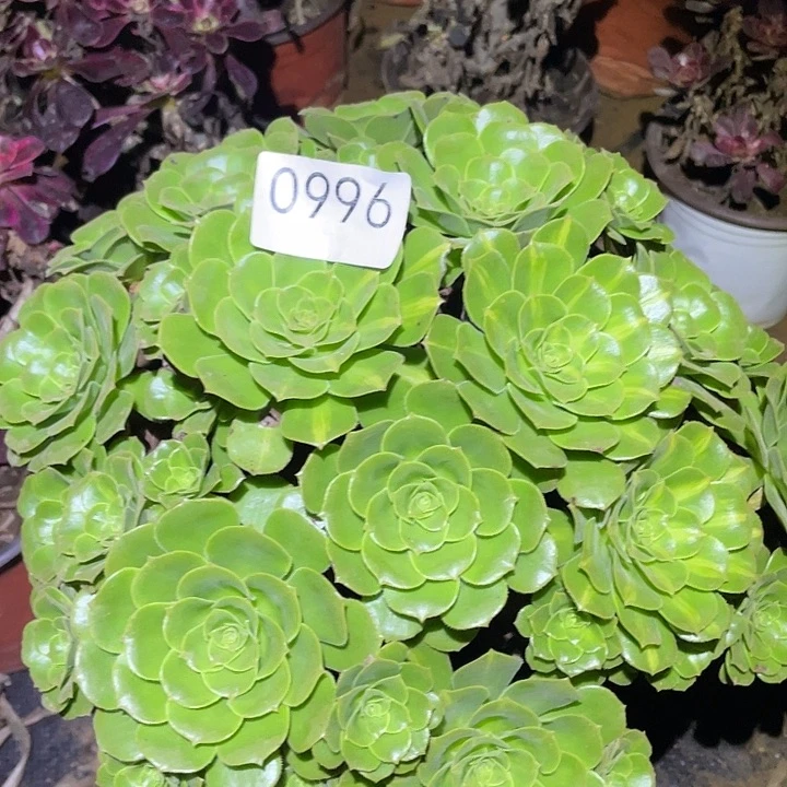多肉植物法师996绿杨蓉