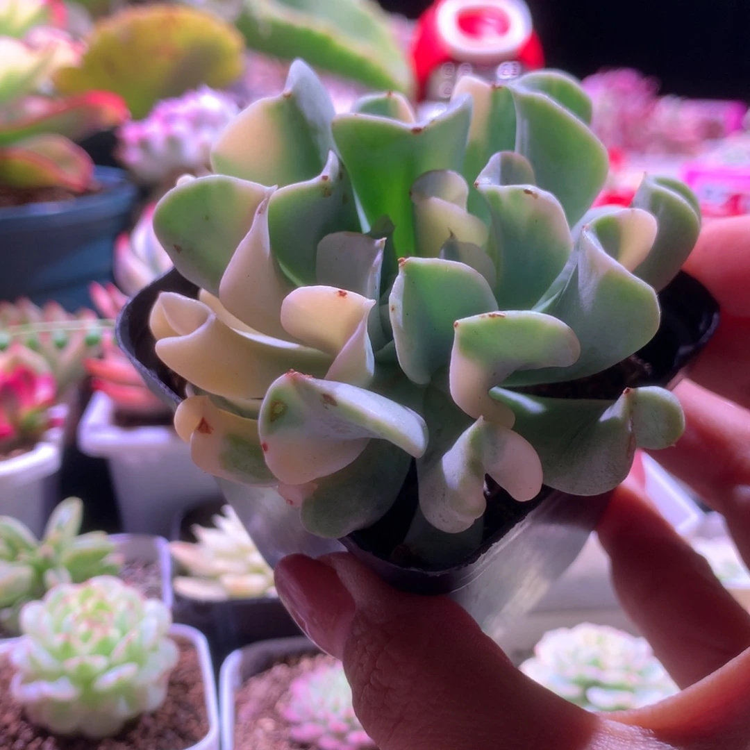 特玉莲拉丝锦有根