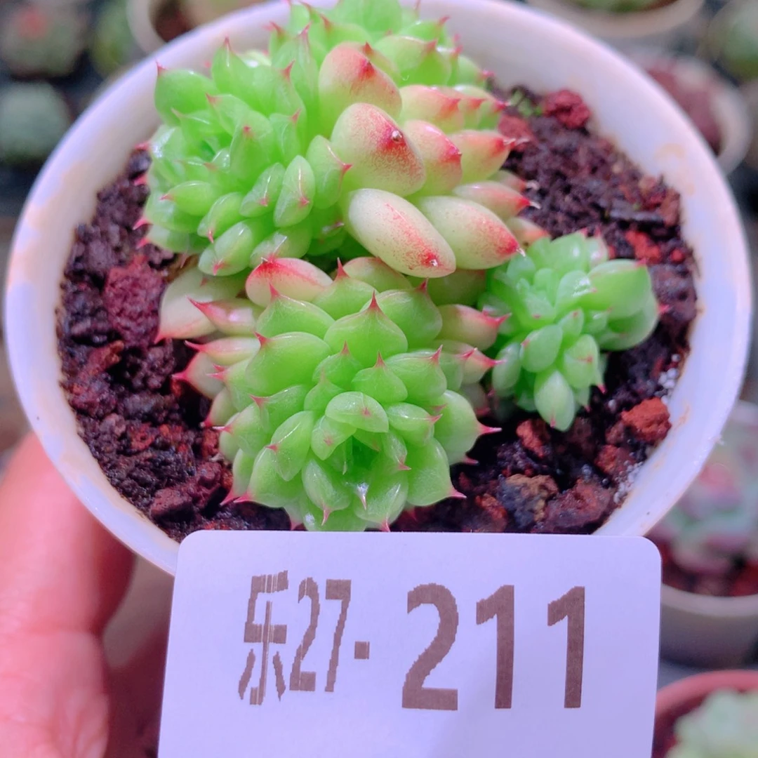 乐然27-211 海王群 不包整