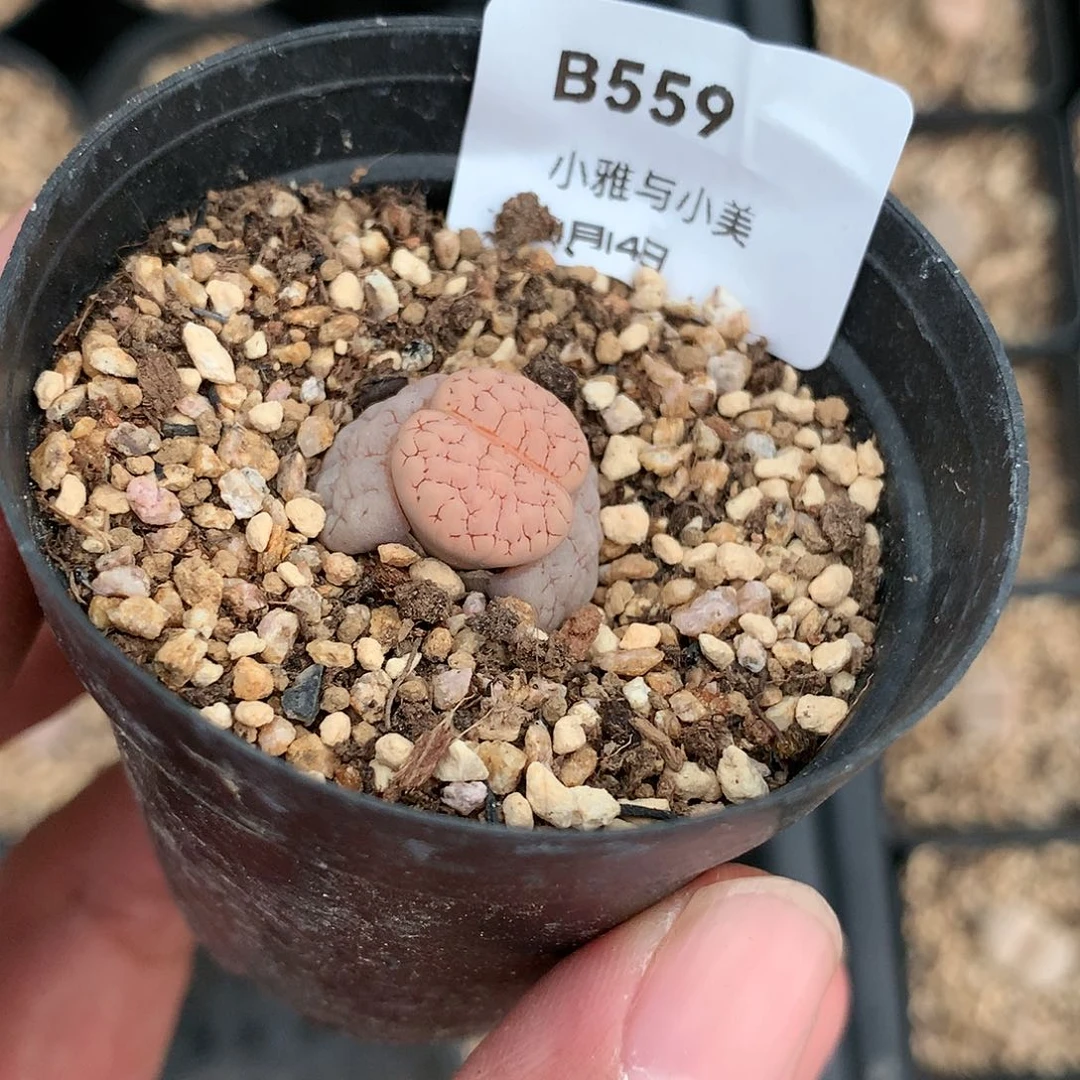 快****坊B559多肉植物保护