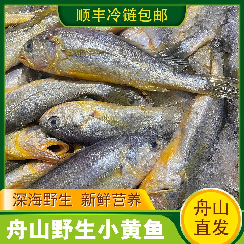 【中号Z】舟山野生小黄鱼净重新鲜海捕急冻11-12条/斤顺丰直达