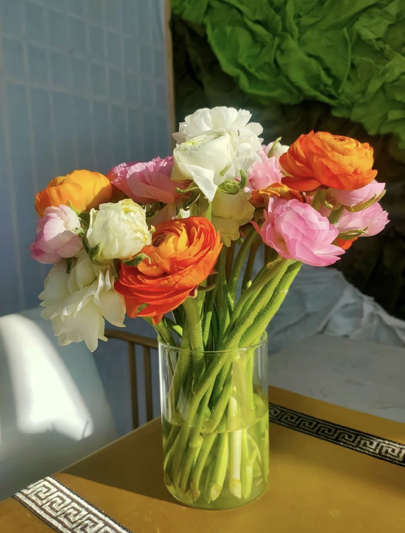 【洋牡丹】高贵优雅洋牡丹昆明直发包邮一单中通路运两单京东冷链