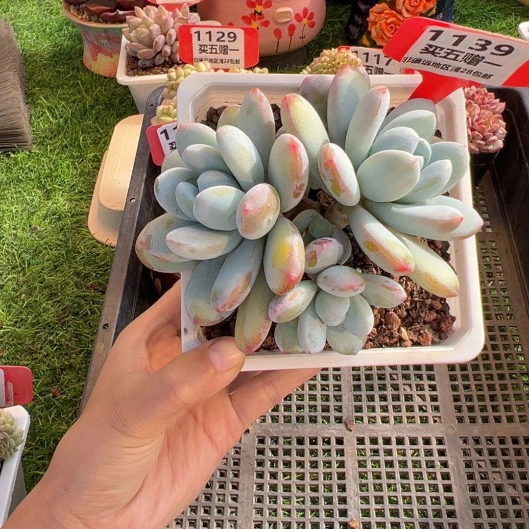 表妹精品多肉1139.