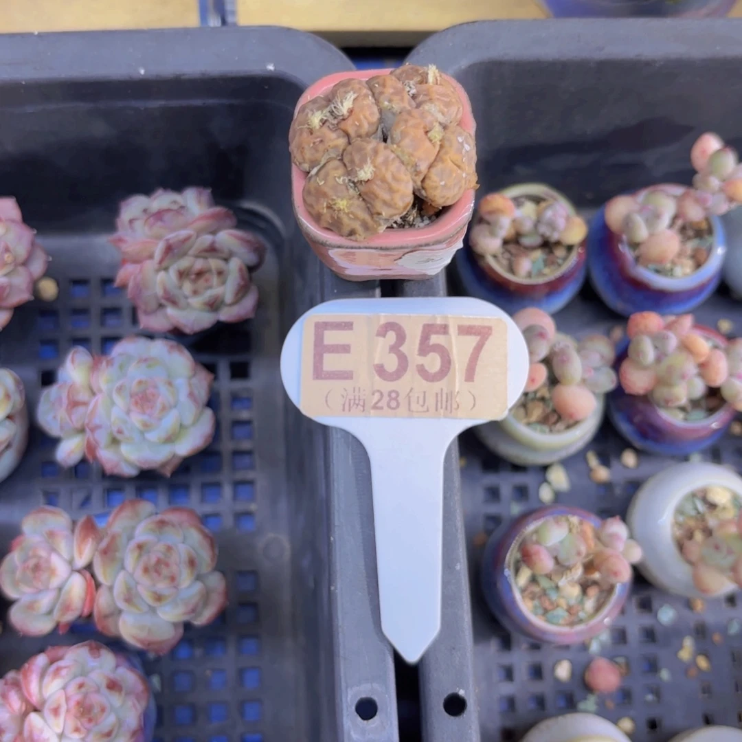 E357繁星一物一拍