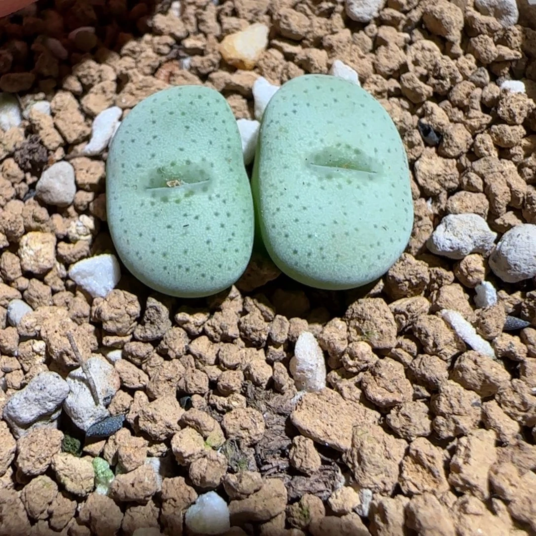 肉锥多肉植物组合-杂交粉大饼福利1372