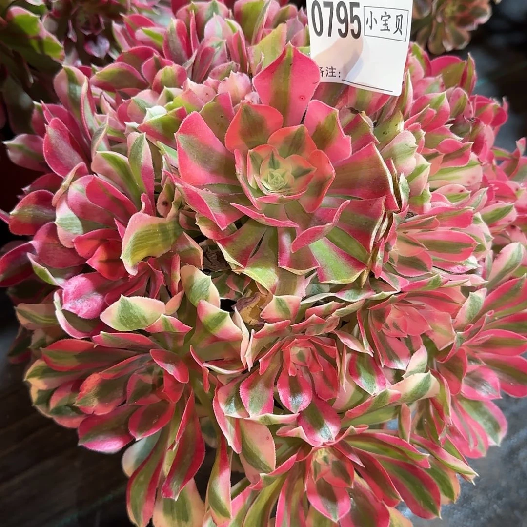 粉女巫多肉0795多肉